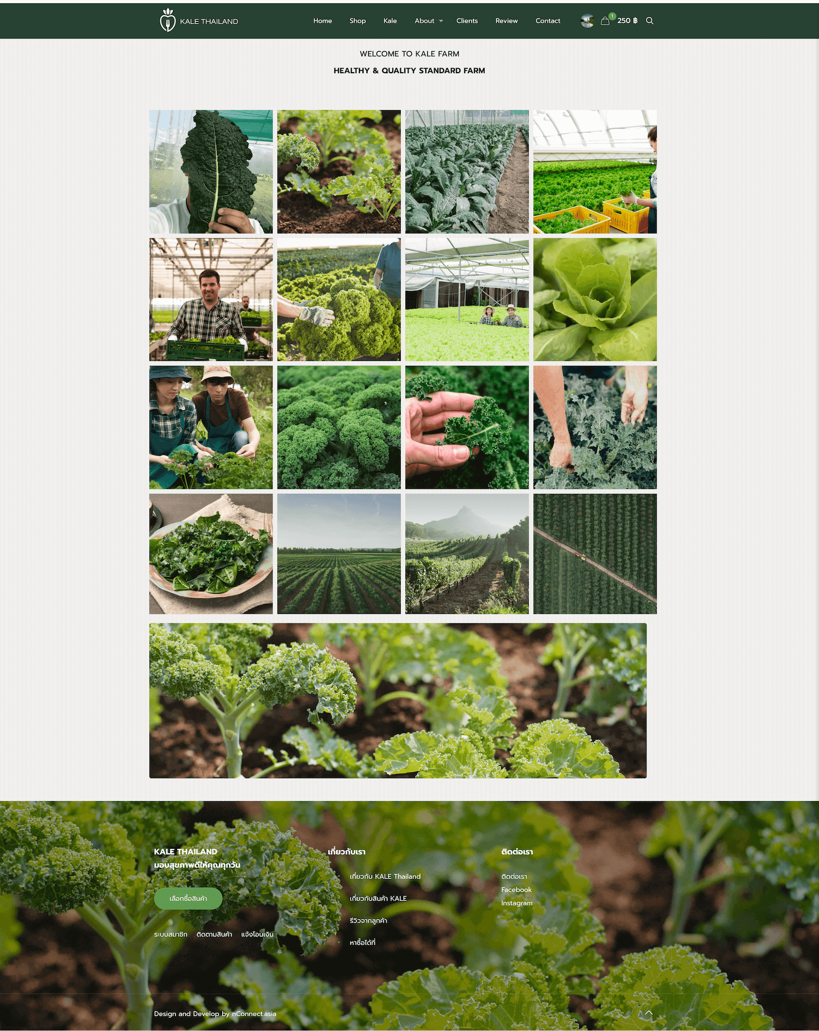 Kale Connection Thailand